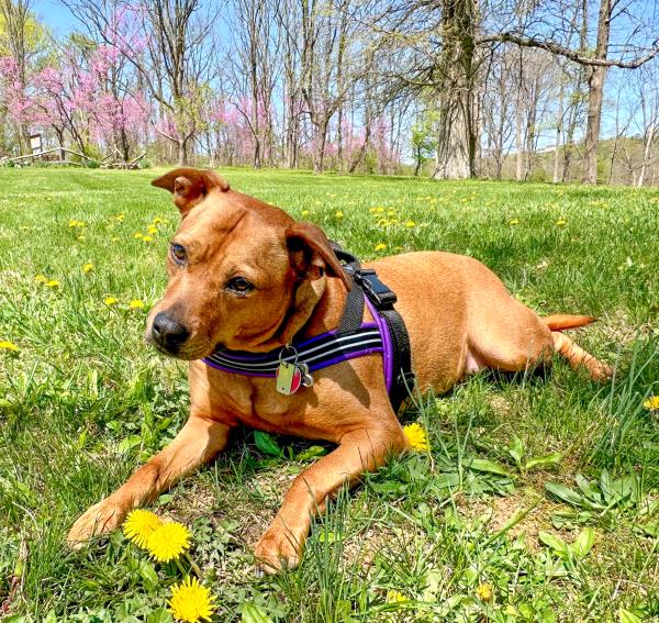 /Images/uploads/Canine Rescue of Central PA Rescue Royalty/CRCPA-rescue-royalty/entries/34172.jpg
